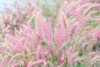 Pink Ornamental Grass Seeds Mix for Planting - 250+ Seeds: Pink Muhly, Pampas & Foxtail Set for Vibrant Garden Borders & Landscaping, Perennial Flowering Displays