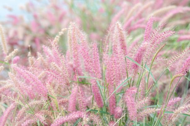 Pink Ornamental Grass Seeds Mix for Planting - 250+ Seeds: Pink Muhly, Pampas & Foxtail Set for Vibrant Garden Borders & Landscaping, Perennial Flowering Displays
