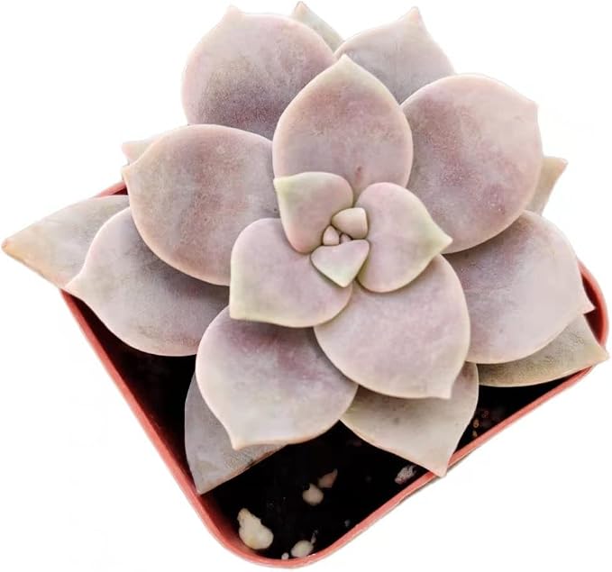 Live Succulent Cactus Plants from USKC (2" Pot) (Graptopetalum Superbum)