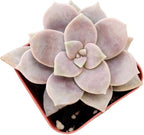 Live Succulent Cactus Plants from USKC (2" Pot) (Graptopetalum Superbum)