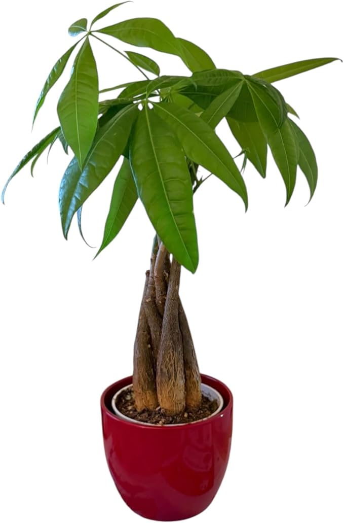 Money Tree Live Plant | 14-22 Inches Tall Bonsai | Easy to Grow Indoor Houseplant | Home, Office, or Room Decor | Birthday, Housewarming Gift (Red)