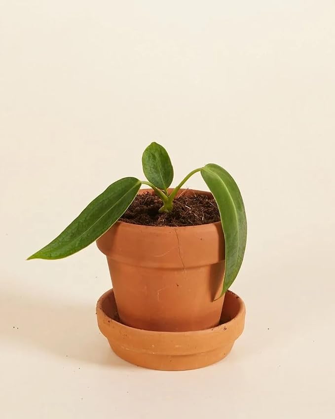 Anthurium Warocqueanum, 2 Inch Live Queen Anthurium Plant, Rare Velvet Leaf Tropical Indoor Houseplant