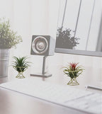 Geometric Air Plant Holder Airplants Rack Metal Plants Stand Planter Shelves Himmeli Living Decor Tillandsia Pot Containers (Gold 3pcs)