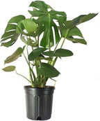 American Plant Exchange Philodendron Monstera – 10-Inch Pot – Live Split-Leaf Tropical Houseplant, Easy Care Indoor Plant for Home, Office, & Jungle-Inspired Décor