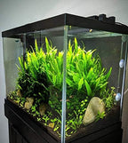 Java Fern Planted on Driftwood Microsorum Pteropus Freshwater Easy Low Light Live Aquarium Plant Decorations 3 Days Guarantee by Mainam