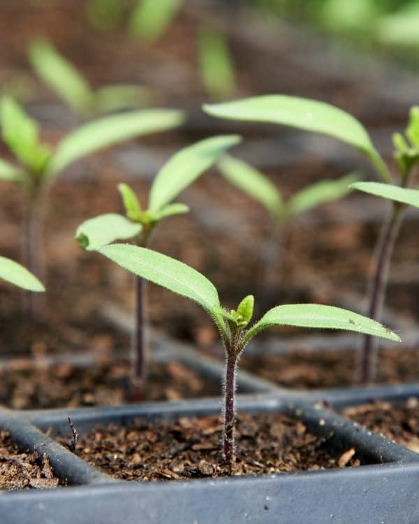 Mosser Lee ML0003 SucSeed® Premium Seed Starter 244 Cubic inch (4L) (Pack of 12)