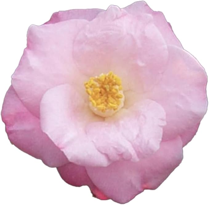 Blooming & Beautiful - April Remembered Camellia - 3 gal - Evergreen Shrub - Large Bright Rosy Red Peony Form Blooms - Zones 7-9 - Camellia Japonica ‘April Remembered’ - 3 Gallon Pot