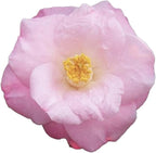 Blooming & Beautiful - April Remembered Camellia - 3 gal - Evergreen Shrub - Large Bright Rosy Red Peony Form Blooms - Zones 7-9 - Camellia Japonica ‘April Remembered’ - 3 Gallon Pot
