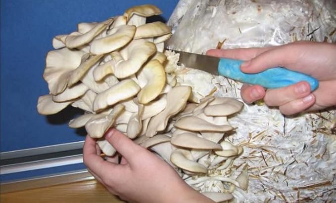 Oyster Mushrooms Spores Non GMO Heirloom 100 Seeds