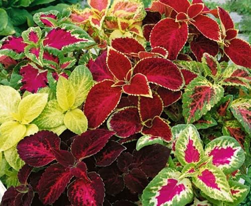 6 Plúgs Cọlẹụs Ráịnbọw Mịx Lịvẹ Plánts Plụgs Fọr Plánt