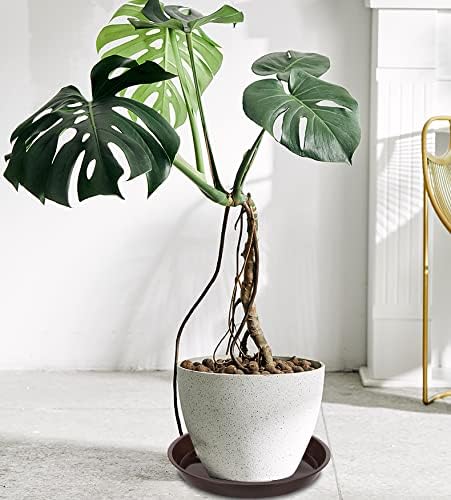 VUWEZ 6 Pack of Plant Saucer 8 Inch, 8 inch Plant Saucer Round, Plastic Flower Plant Trays for Pots, Plant Saucers for Indoors 8", Plant Pot Saucers, Planter Tray for Planter 6-8" (8", Brown)