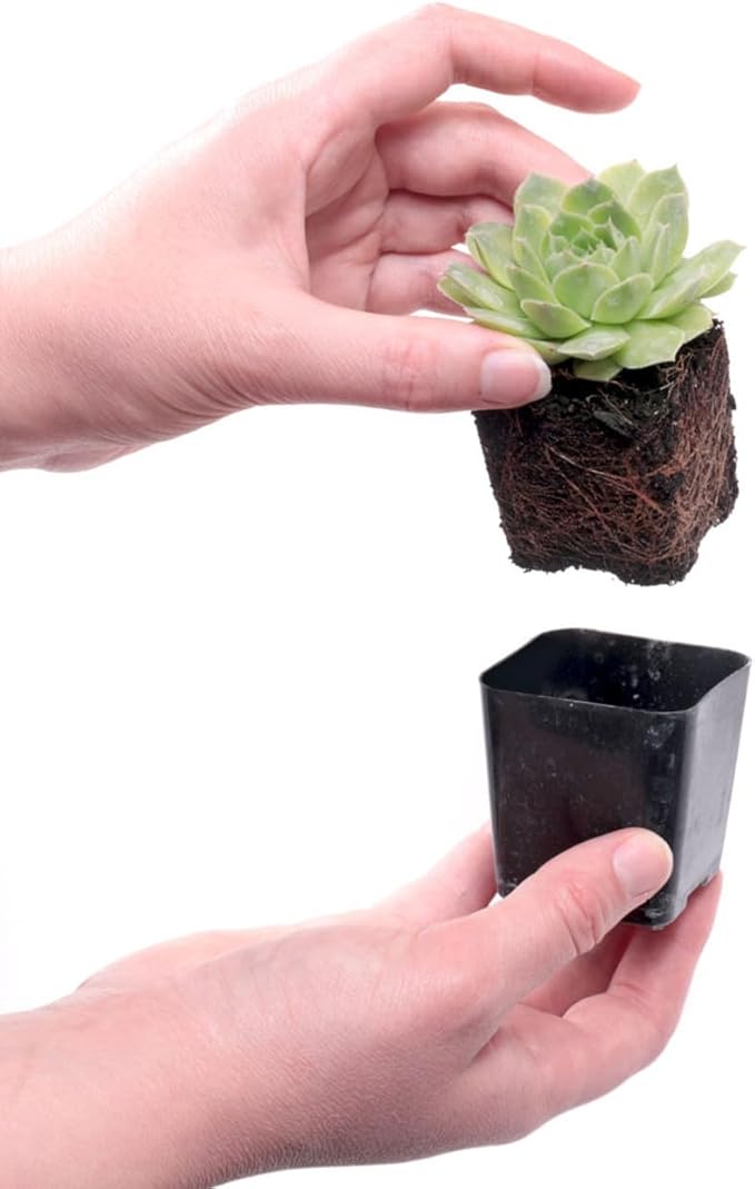 Mountain Crest Gardens Sempervivum Succulent Variety Pack - 6 Hardy Live Rosette Plants, No Repeats, Rooted in 2 Inch Pots - for Rock Gardens, Containers, DIY Displays