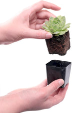 Mountain Crest Gardens Sempervivum Succulent Variety Pack - 6 Hardy Live Rosette Plants, No Repeats, Rooted in 2 Inch Pots - for Rock Gardens, Containers, DIY Displays