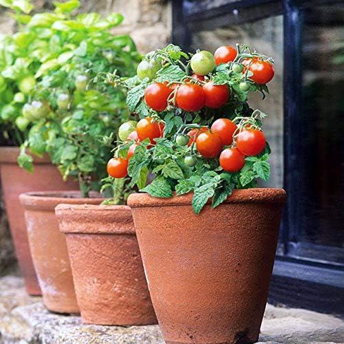 Seeds Indoor Tomato Dwarf in Pot Red Early Heirloom Vegetable for Planting Non GMO