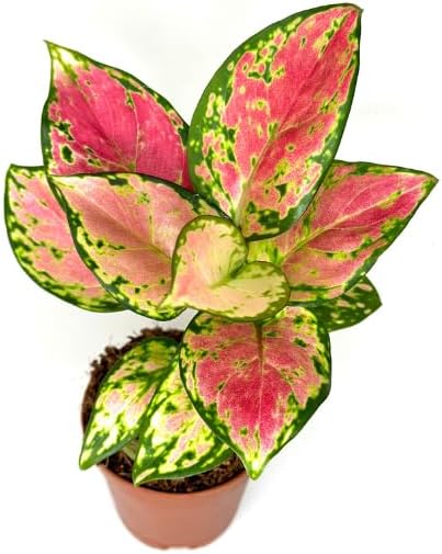 Aglaonema Pink Beauty Live Plant in 2" Pot – Chinese Evergreen Pink Beauty – Easy to Grow Air Purifying Indoor Houseplant for Home, Office, Wedding Decor & Birthday Gift(Heat Pack Included)