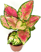 Aglaonema Pink Beauty Live Plant in 2" Pot – Chinese Evergreen Pink Beauty – Easy to Grow Air Purifying Indoor Houseplant for Home, Office, Wedding Decor & Birthday Gift(Heat Pack Included)