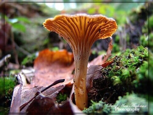 Funnel Chanterelle Yellow FT Mushroom Spores in Sawdust Bag Garden Grow Kit 5gal
