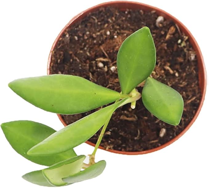 Hoya Burtoniae - 3'' from California Tropicals