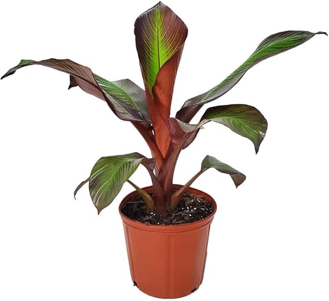 Ensete Maurelii - Red Abyssinian Banana Plant - Red Banana Tree - Potted Tropical Plants - Banana Tree Fruit Plants Live for Planting