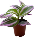 BubbleBlooms Pink Tradescantia Nanouk, Variegated Wandering Jew, Rare 2 inch Tiny Mini Pixie Plant