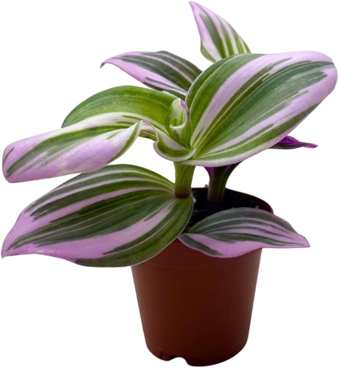 BubbleBlooms Pink Tradescantia Nanouk, Variegated Wandering Jew, Rare 2 inch Tiny Mini Pixie Plant