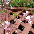 Pink Jasmine Vine - Jasminum Polyanthum - Fragrant & Blooming, Perfect for Indoor/Outdoor Decor (2 Pink jas Cups)