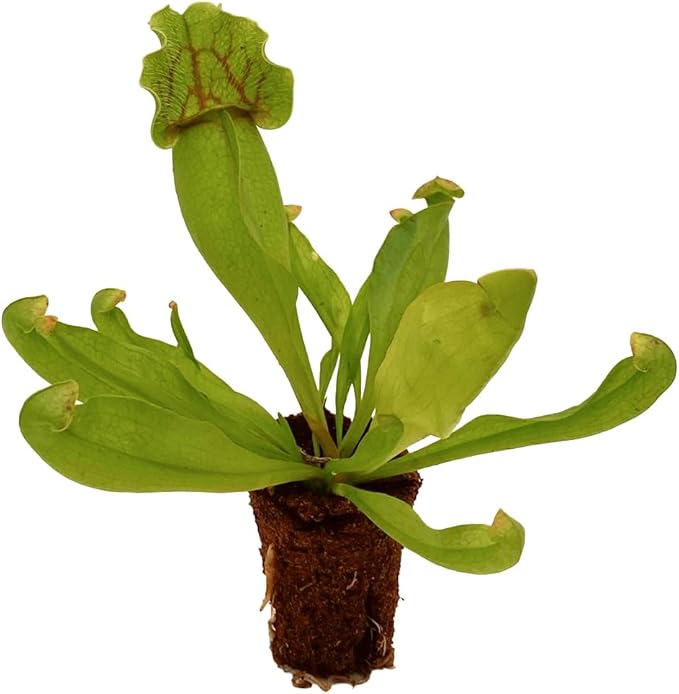 ragnaroc Sarracenia Purpurea SSP. Venosa 2-4" (Purple Pitcher Plant) 2ct – Live Plant for Indoor Outdoor Use, Carnivorous Plants – Live Arrival Guaranteed
