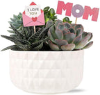 Green Circle Growers 6" Succulent Garden in Dultuh Ceramic with I Love You Pick and Glitter Mom Pick, Live Plant