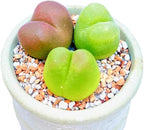 Pack of 3 Live Rare Conophytum Maughanii Exotic Succulent Plant Collector Item, Cute Jelly Bean Succulent Plant