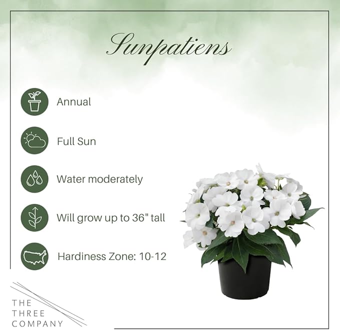 Live Flowering Sunpatiens - White (2 Plants Per Pack), Beautiful Annual Summer Color, 10" Tall by 6" Wide in 1 Quart Pot