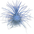 Thin Colored Air Plant, Live Tillandsia House Plant, Easy Care Indoor Outdoor, Great Gift, Healthy Arrival Guaranteed, (Light Blue)