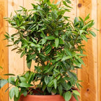 Mediterranean Bay Leaf, Bay Laurel Live Plant. Standard Variety - Laurus Nobilis. Live Plant. Fragrant, Fresh, Edible. Best for Ground Planting Outdoor. (2 Bay Laurel. 4 inch pots)