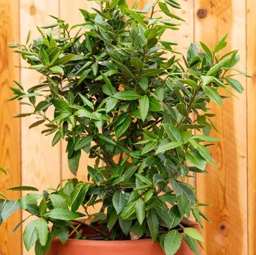 Mediterranean Bay Leaf, Bay Laurel Live Plant. Standard Variety - Laurus Nobilis. Live Plant. Fragrant, Fresh, Edible. Best for Ground Planting Outdoor. (2 Bay Laurel. 4 inch pots)