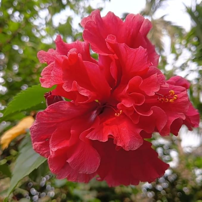 2 Rose of Sharon Tree Live Plant - Red Althea | 1–2 Feet Tall Flowering Shrubs | Red Hibiscus Syriacus for Outdoor Planting and Garden Beds