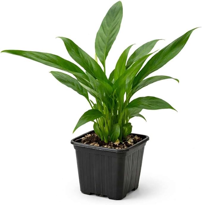 Spathiphyllum 'Peace Lily' Live Plant for Indoor | Different Houseplants in 3'' Pot | Real House Plant for Living Room, Office, Desk & Bathroom | Peace Lily | Spathiphyllum