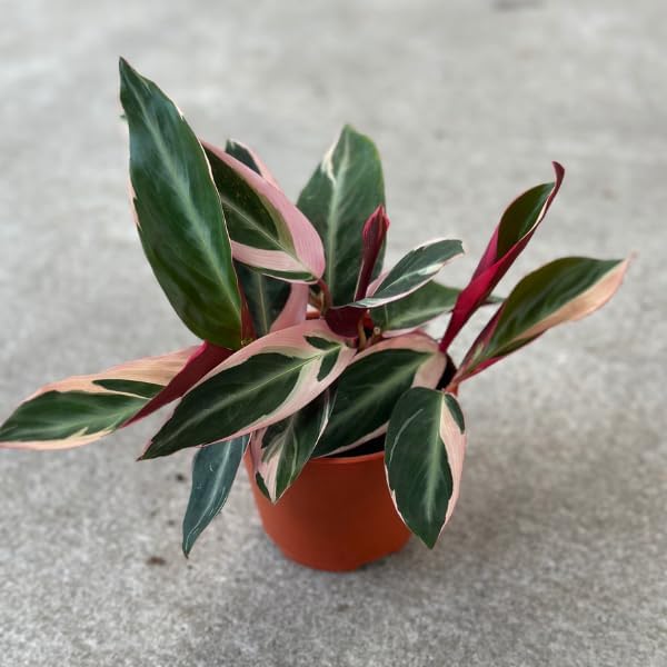 Stromanthe Triostar Live Plant in - Stromanthe Triostar Live Plants - Easy to Grow Air Purifying Indoor House Plants Flowers for Home Office Wedding Decor & Birthday Gift (4")(Heat Pack Included)