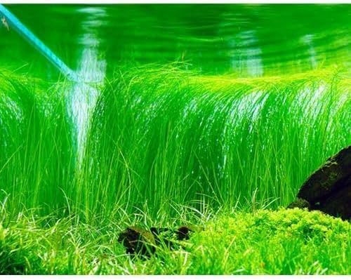 Freshwater Aquarium Decor, Easy Growing Dwarf Carpet for Fish Tank/Terrarium, Natural Aquatic Plant Growth Material – 1 Pack (Long Hair)
