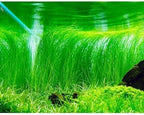 Freshwater Aquarium Decor, Easy Growing Dwarf Carpet for Fish Tank/Terrarium, Natural Aquatic Plant Growth Material – 1 Pack (Long Hair)