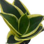 BubbleBlooms Black Gold Snakeplant, in a 2 inch Pot, Green and Yellow Snake Plant, Variegated Sansevieria trifasciata