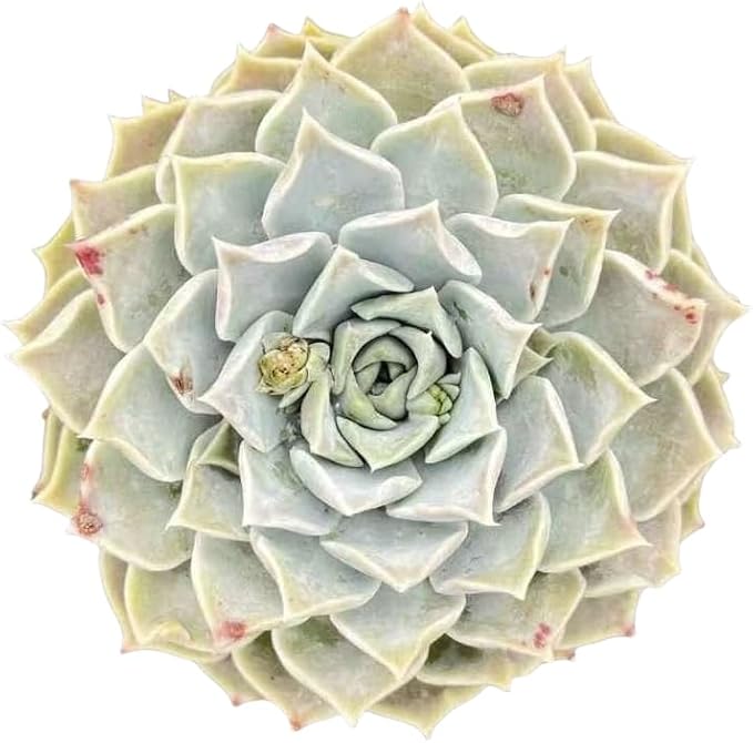 Sprout N Green Echeveria Pink Lover, 1 Live Succulent Plant Fully Rooted in 4" Pot, House Plant for Indoor Outdoor Home Office Wedding Decoration DIY Project Party Favor
