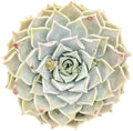 Sprout N Green Echeveria Pink Lover, 1 Live Succulent Plant Fully Rooted in 4" Pot, House Plant for Indoor Outdoor Home Office Wedding Decoration DIY Project Party Favor