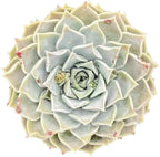 Sprout N Green Echeveria Pink Lover, 1 Live Succulent Plant Fully Rooted in 4" Pot, House Plant for Indoor Outdoor Home Office Wedding Decoration DIY Project Party Favor