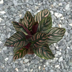 Calathea Ornata Live Plant in 2" Pot - Live Plants Pet Safe Air Purifying Indoor Houseplants Flowers for Home Office Wedding Decor & Birthday Gift (Heat Pack Included)