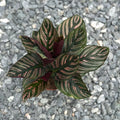 Calathea Ornata Live Plant in 4" Pot - Live Plants Pet Safe Air Purifying Indoor Houseplants Flowers for Home Office Wedding Decor & Birthday Gift (Heat Pack Included)