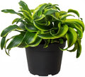 Dracaena 'Tornado' (6" Grower Pot) - Low Light and Healthy Houseplant - Easy to Care Indoor Plants - Live Healthy Houseplant for Home Office Decoration