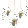 OLYCRAFT 20Pcs Black Spiral Hanging Plant Display with Jute Ropes Hanging Air Tillandsia Holder Succulent Display Container Plants Wall Holder for Small Plant Home Office Desk Decor