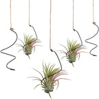 OLYCRAFT 20Pcs Black Spiral Hanging Plant Display with Jute Ropes Hanging Air Tillandsia Holder Succulent Display Container Plants Wall Holder for Small Plant Home Office Desk Decor