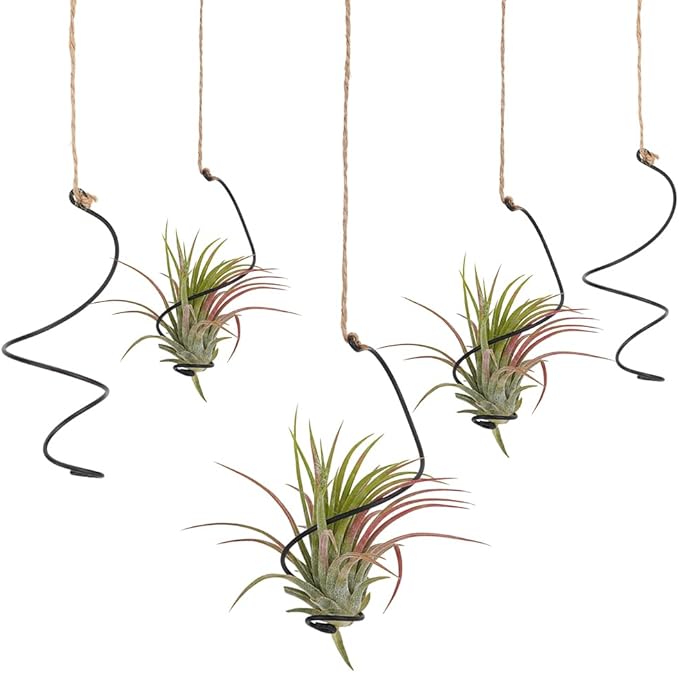 OLYCRAFT 20Pcs Black Spiral Hanging Plant Display with Jute Ropes Hanging Air Tillandsia Holder Succulent Display Container Plants Wall Holder for Small Plant Home Office Desk Decor