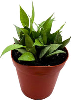 BubbleBlooms Hoya Lacunosa Mint, 4 inch Rare Exotic Indoor House Wax Plant