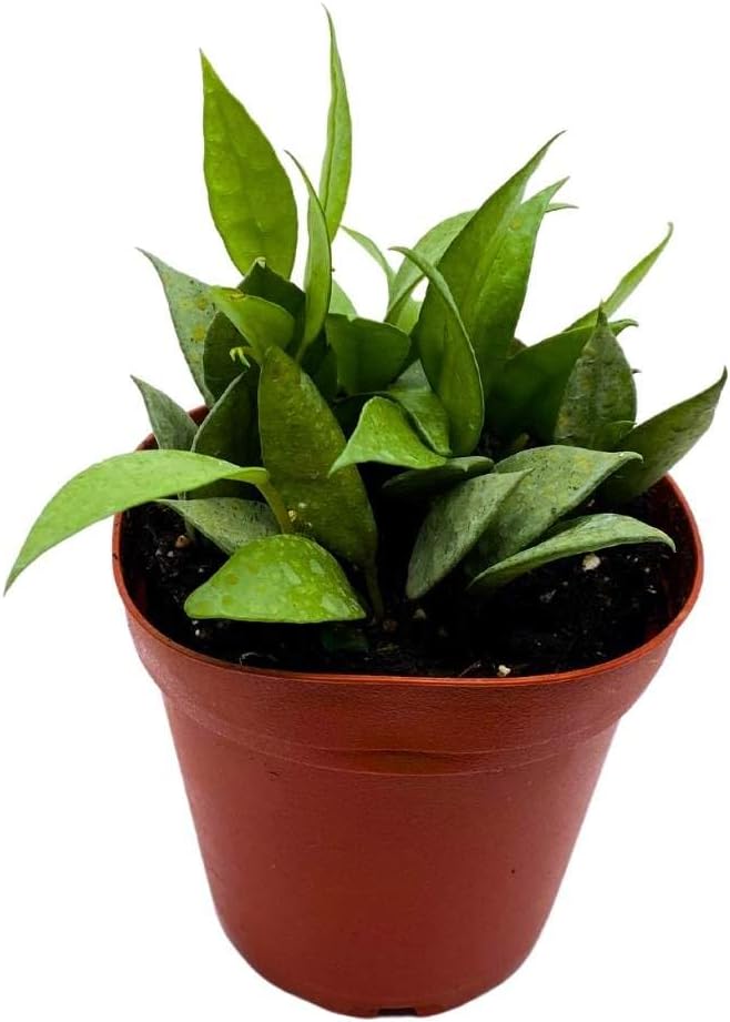 BubbleBlooms Hoya Lacunosa Mint, 4 inch Rare Exotic Indoor House Wax Plant